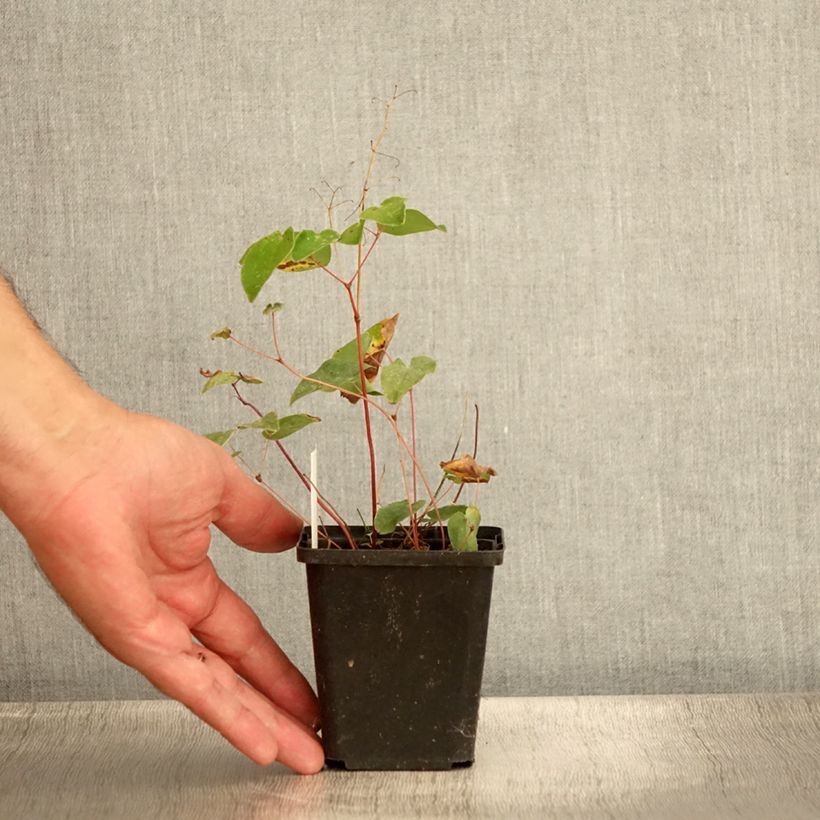 Example of Epimedium youngianum Niveum - Fleur des elfes Godet de 8/9 cm as you get in ete