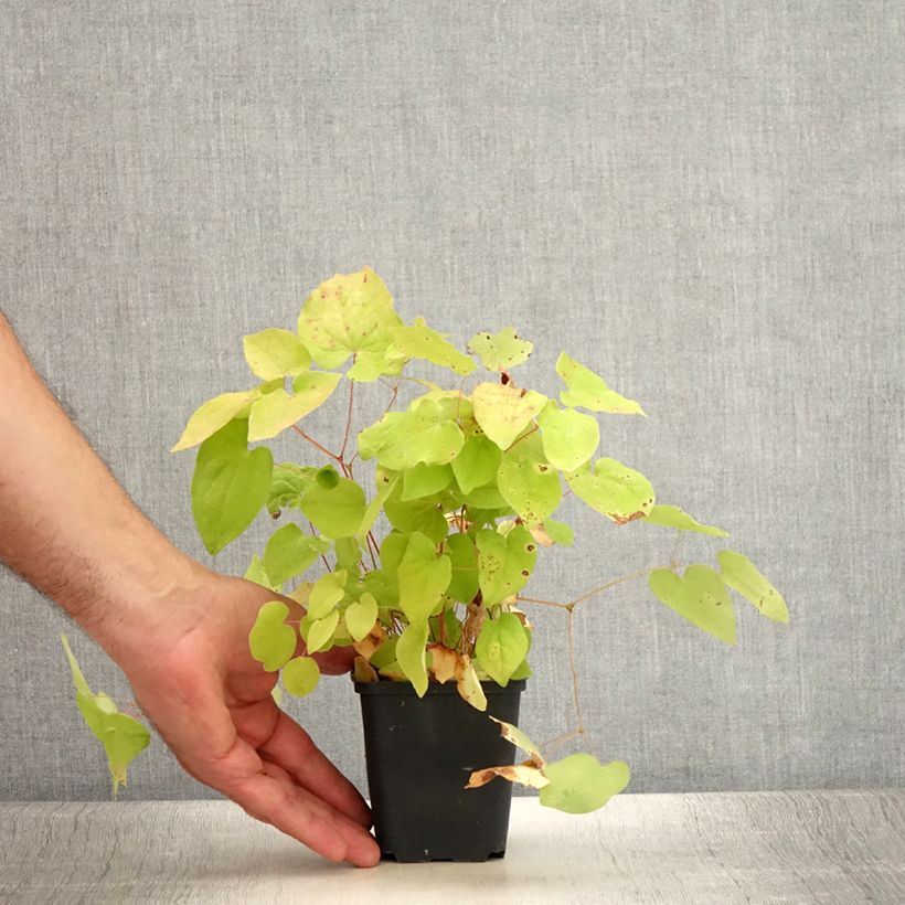 Example of Epimedium youngianum Yenomoto, Fleur des elfes Godet de 8/9 cm as you get in ete