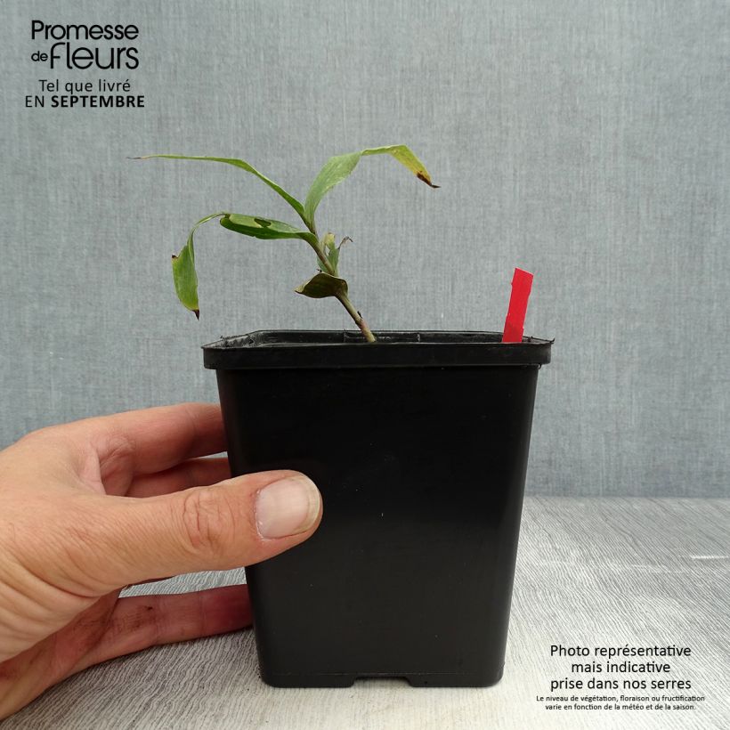 Example of Epipactis gigantea Night Serpentine - Orchidée de jardin  Pot de 1L/1,5L as you get in automne