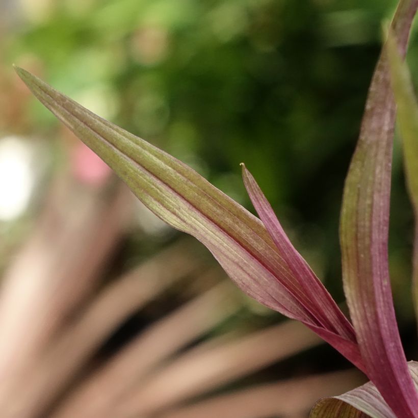 Epipactis gigantea Night Serpentine - Orchidée de jardin  (Foliage)