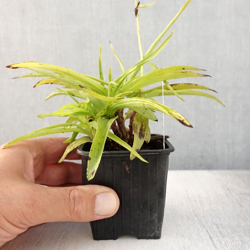 Example of Epipactis palustris, Orchidée des marais  Godet de 8/9 cm as you get in ete