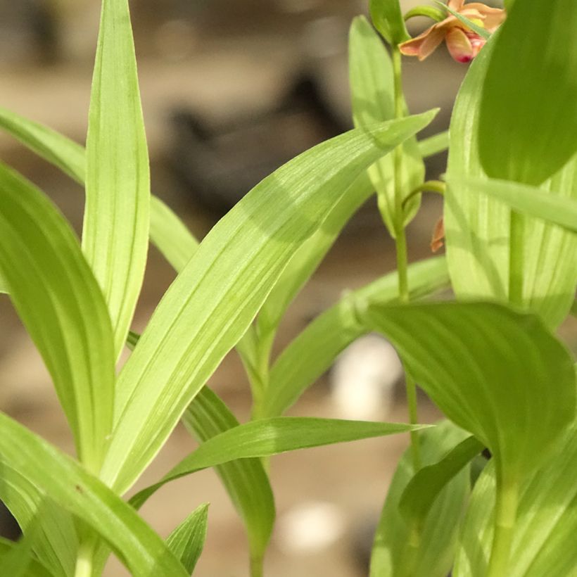 Epipactis thunbergii x gigantea - Orchidée de jardin (Foliage)