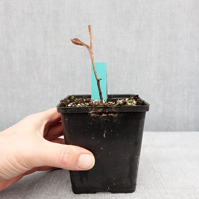 Example of Epipactis veratrifolia - Orchidée de jardin Pot de 1L/1,5L as you get in hiver