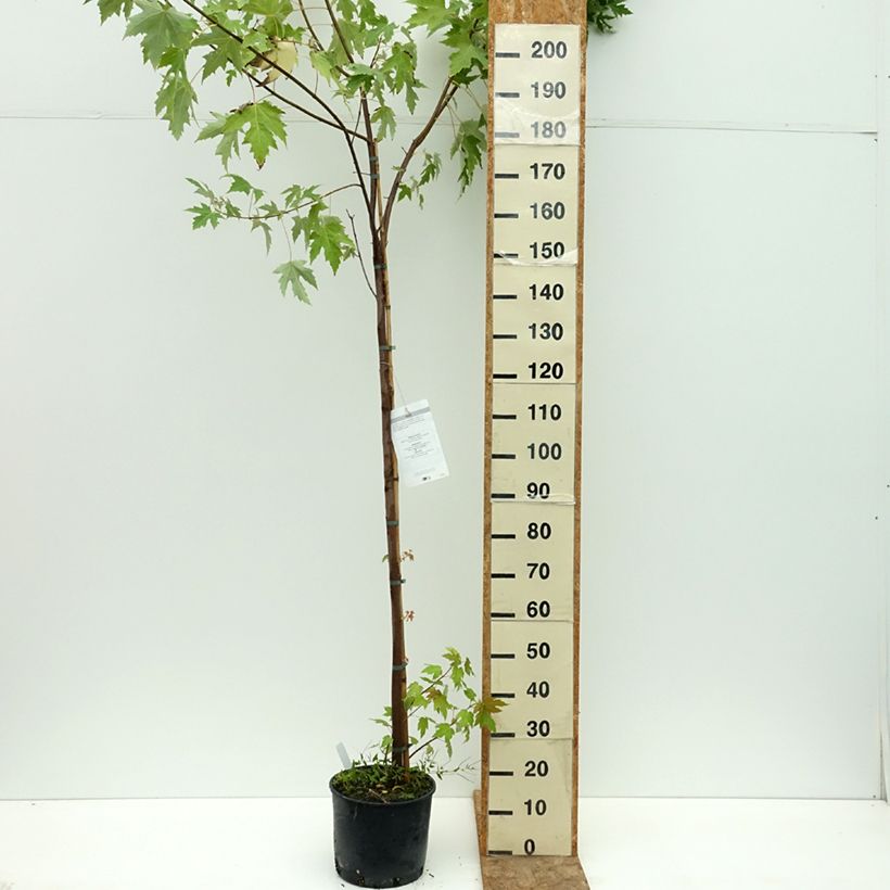 Example of Érable argenté - Acer saccharinum Pot de 7,5L/10L as you get in ete
