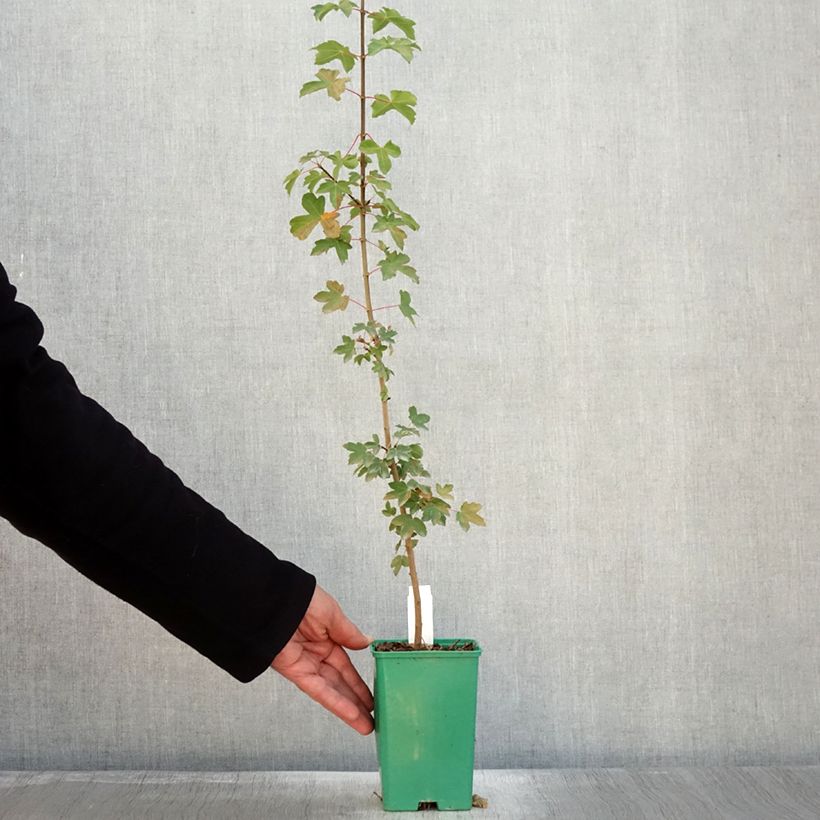 Example of Erable de Montpellier - Acer monspessulanum Pot de 10 cm/11cm as you get in automne