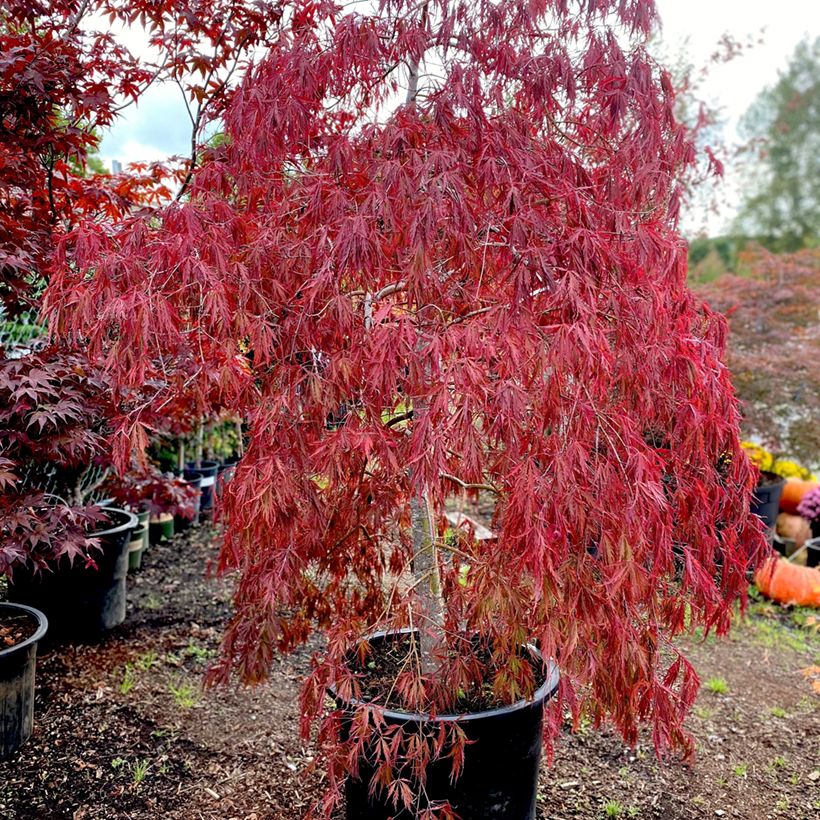 Érable du Japon - Acer palmatum Dissectum Tamukeyama (Plant habit)