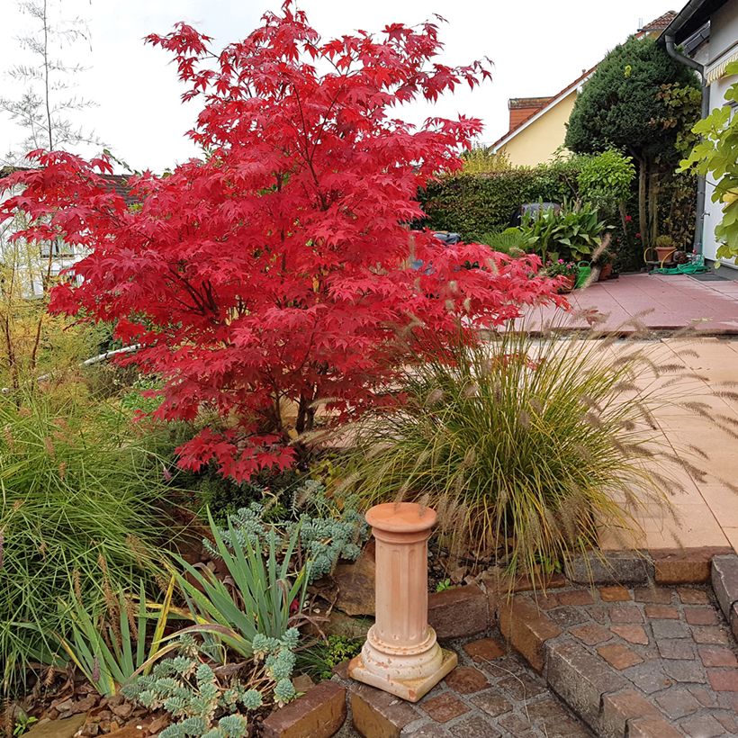 Érable du Japon - Acer palmatum Osakazuki (Plant habit)