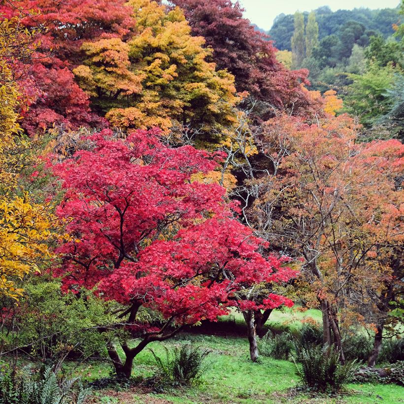 Érable du Japon - Acer palmatum (Plant habit)