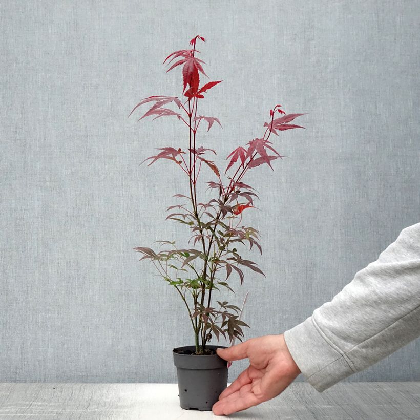 Example of Érable du Japon - Acer palmatum Atropurpureum Pot de 10 cm/11cm as you get in ete
