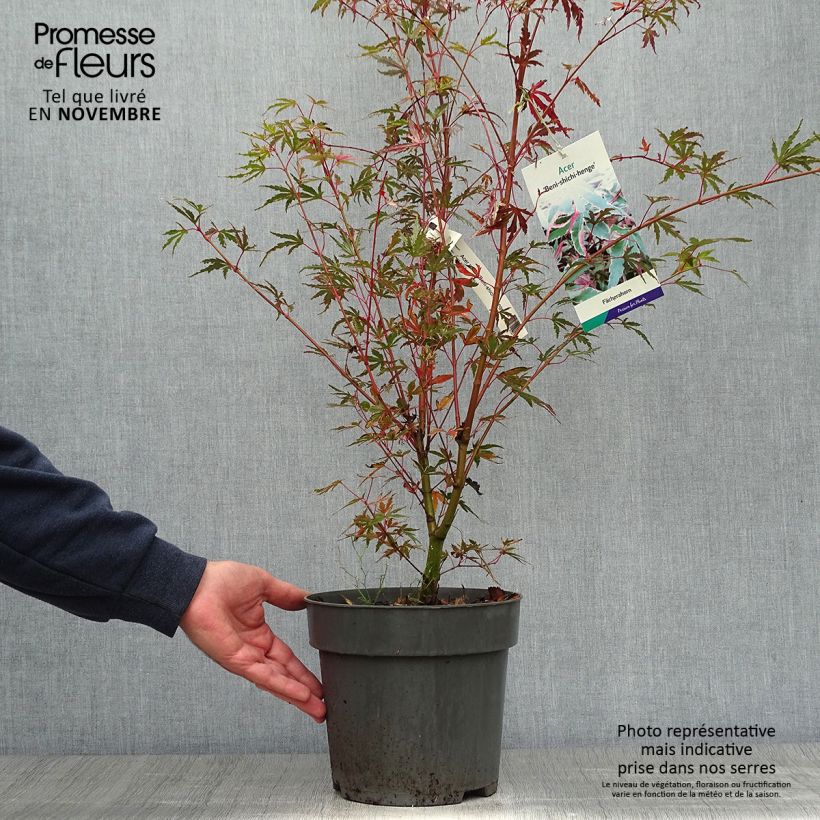 Example of Erable du Japon - Acer palmatum Beni Shichihenge Pot de 3L/4L as you get in automne