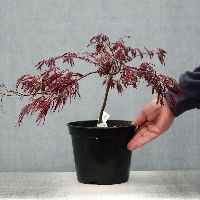 Example of Érable du Japon - Acer palmatum Crimson Queen Pot de 2L/3L as you get in ete