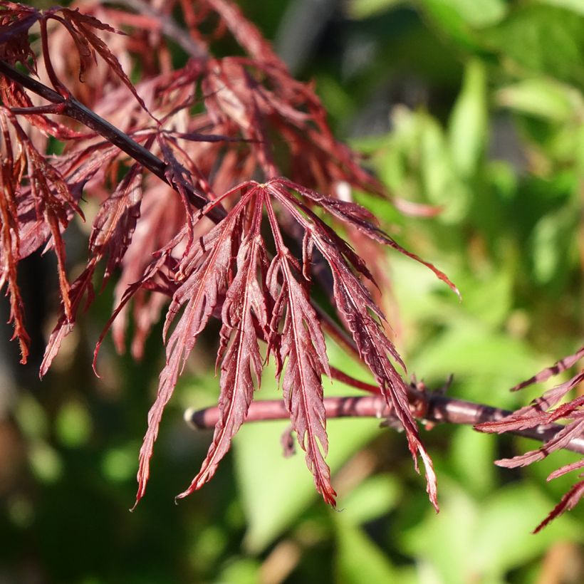 Érable du Japon - Acer palmatum Dissectum Firecracker (Foliage)