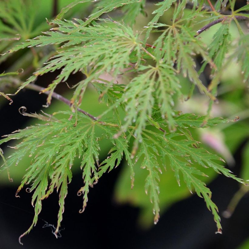 Érable du Japon - Acer palmatum Dissectum Garnet (Foliage)