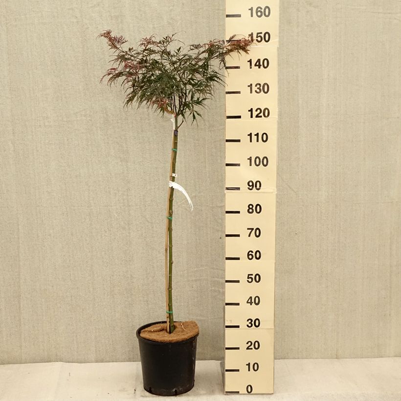 Example of Érable du Japon - Acer palmatum Dissectum Tamukeyama Pot de 7,5L/10L as you get in automne