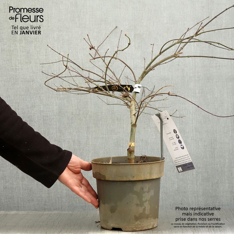 Example of Érable du Japon - Acer palmatum Dissectum Tamukeyama Pot de 4L/5L as you get in hiver