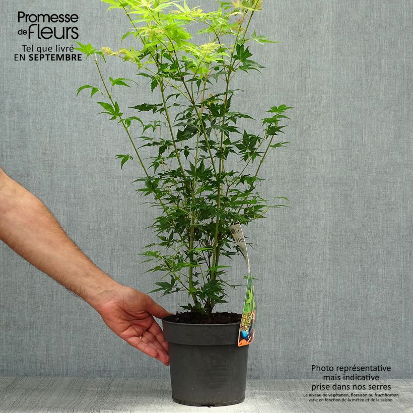 Example of Érable du Japon - Acer palmatum Katsura Pot de 2L/3L as you get in automne