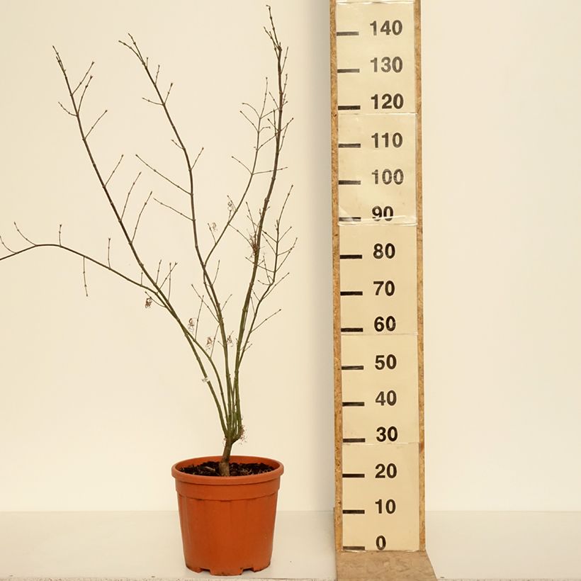Example of Erable du Japon - Acer palmatum Red Pygmy Pot de 7,5L/10L as you get in printemps