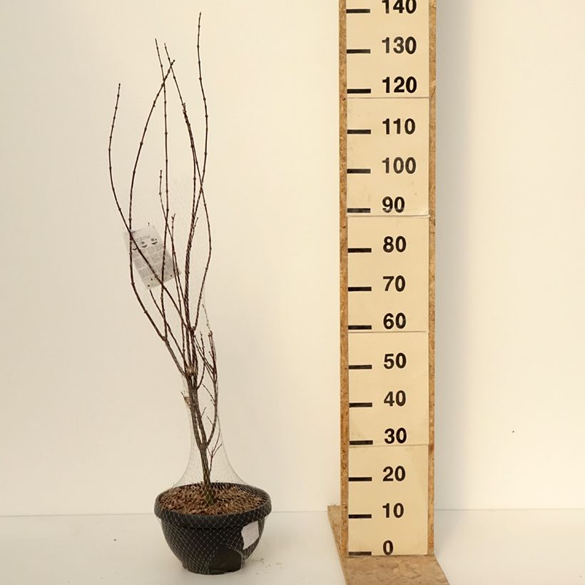 Example of Erable du Japon - Acer palmatum Skeeter's Broom Coupe 7,5L / 10L, Buisson as you get in hiver