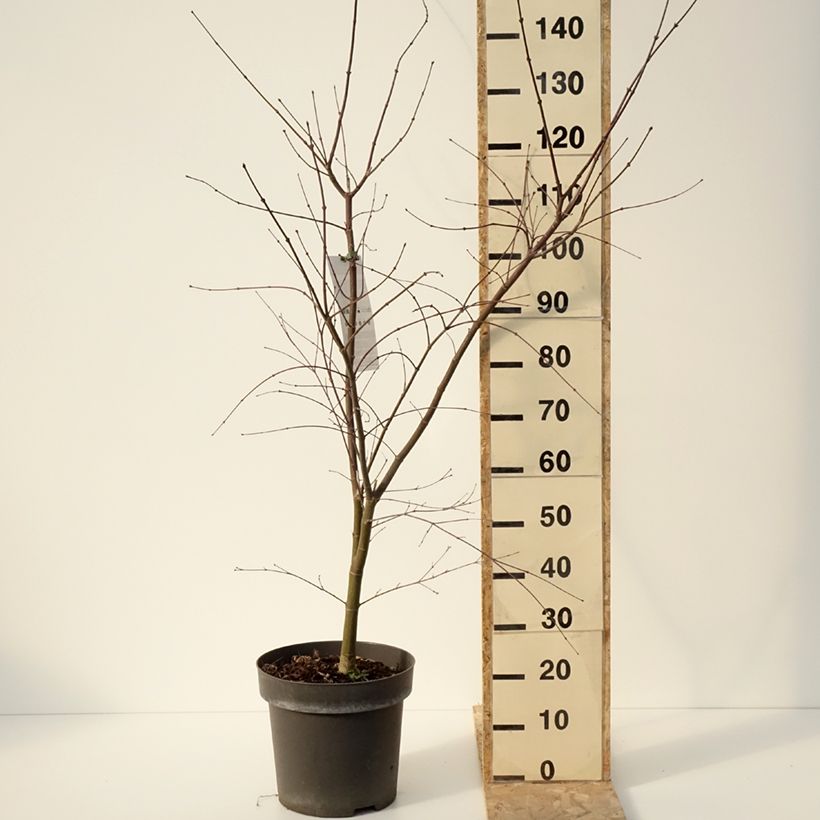 Example of Erable du Japon - Acer palmatum Sumi-nagashi Pot de 7,5L/10L, Buisson as you get in hiver