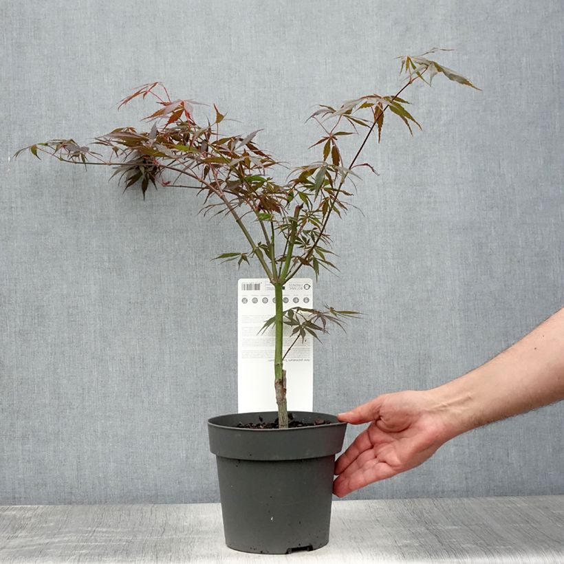 Example of Erable du Japon - Acer palmatum Sumi-nagashi Pot de 3L/4L as you get in ete