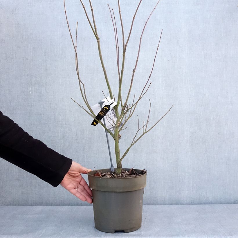 Example of Erable du Japon - Acer palmatum Villa taranto Pot de 4L/5L as you get in hiver