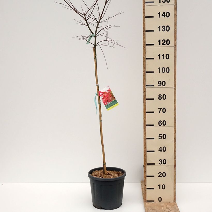 Example of Érable du Japon Beni Maiko - Acer palmatum Pot de 12L/15L, Demi-Tige as you get in hiver