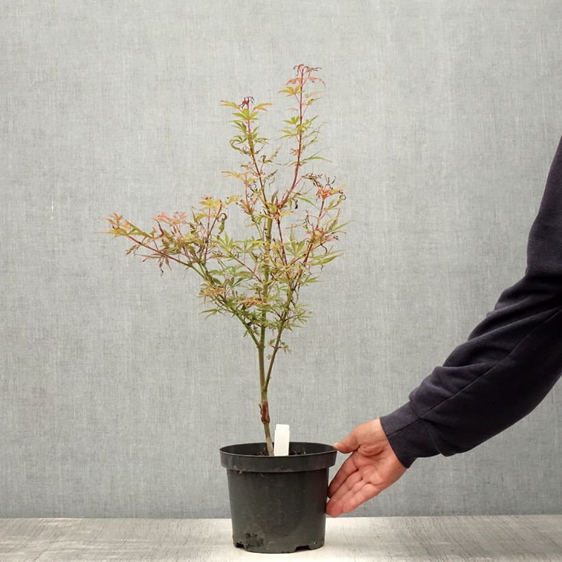 Example of Érable du Japon Jerre Schwartz - Acer palmatum Pot de 2L/3L as you get in ete