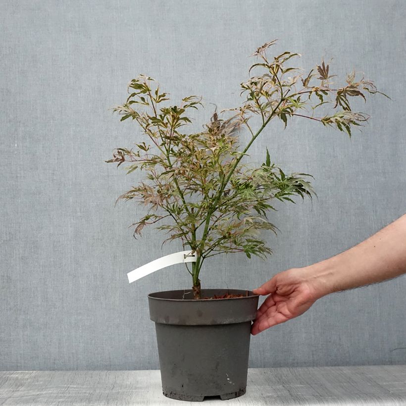 Example of Érable du Japon Manyo-No-Sato - Acer palmatum Pot de 4L/5L as you get in ete