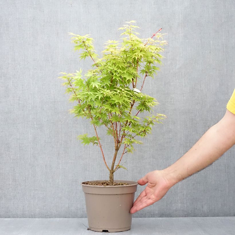 Example of Erable du Japon Red Wood greffé Pot de 4L/5L as you get in printemps