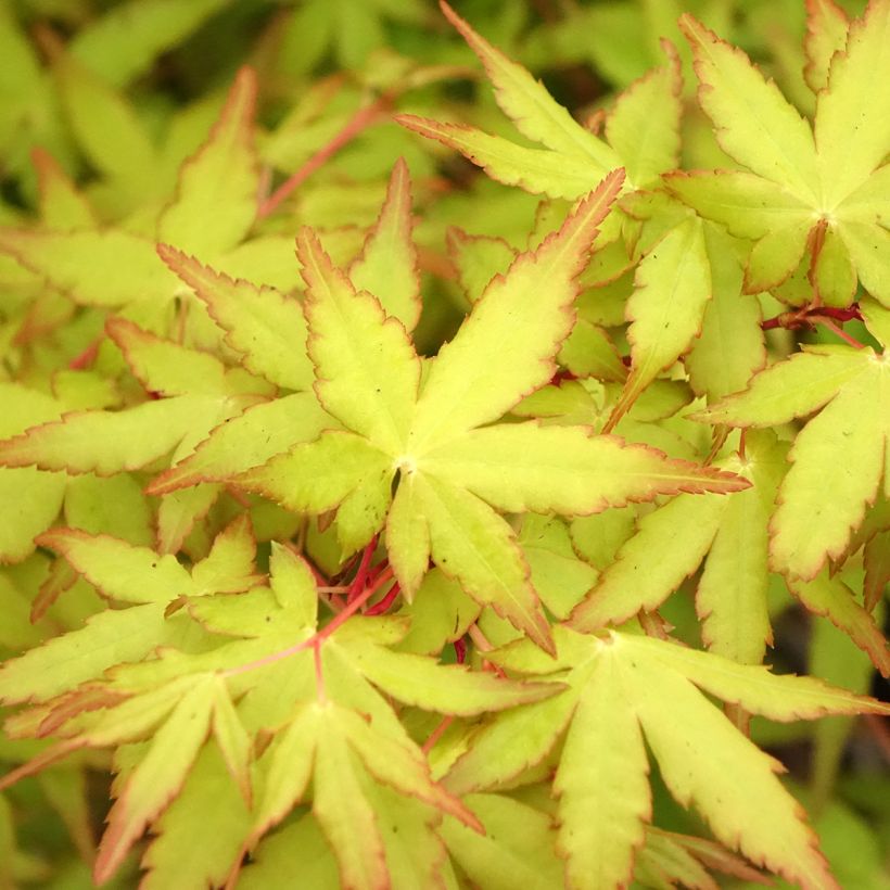 Erable du Japon Ueno Yama greffé (Foliage)