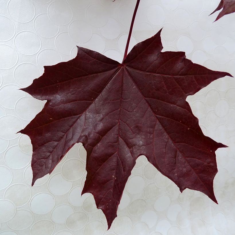 Érable platane - Acer platanoides Crimson King (Foliage)