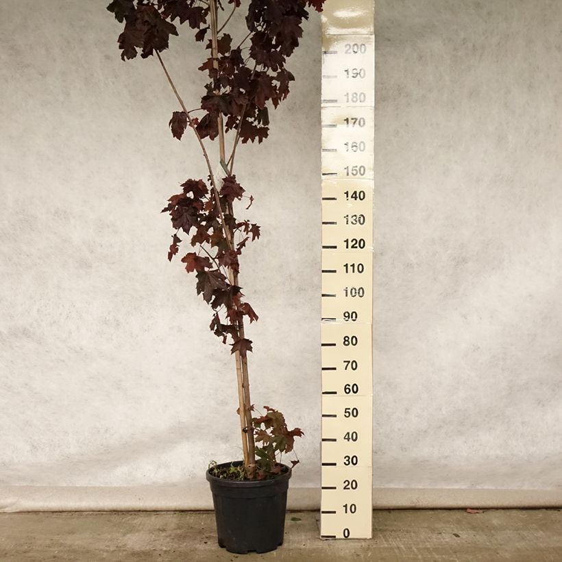 Example of Érable platane - Acer platanoides Crimson King Pot de 20L/25L as you get in ete