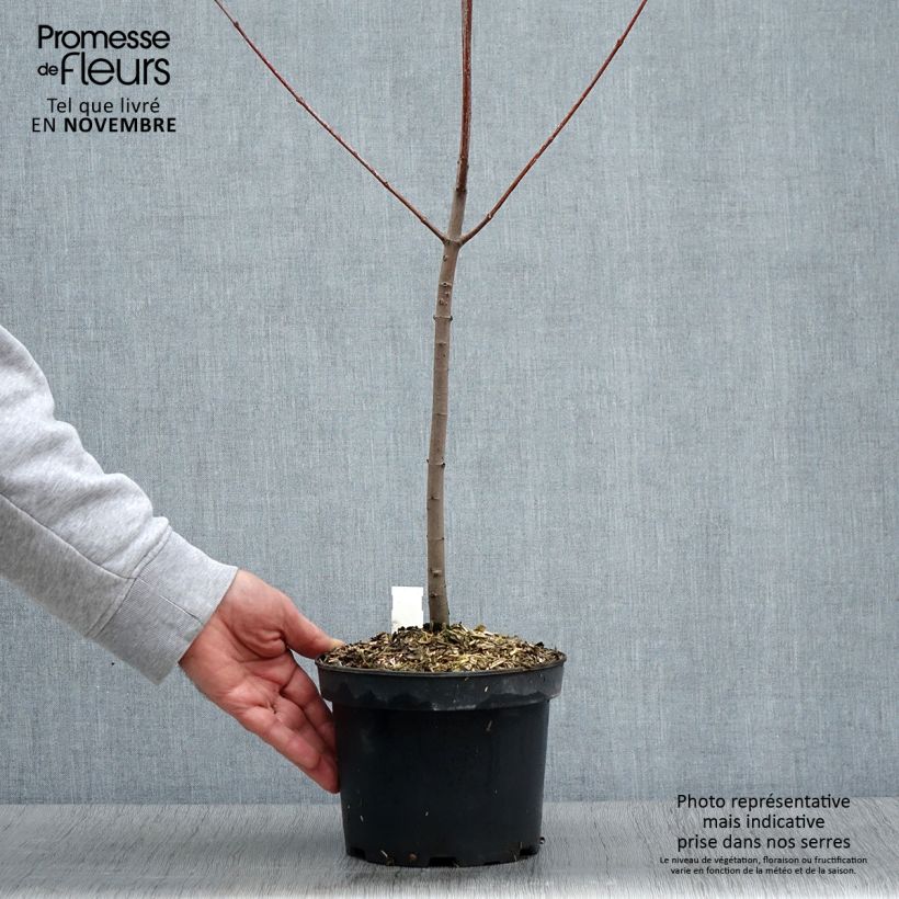 Example of Érable rouge - Acer rubrum Pot de 3L/4L as you get in automne