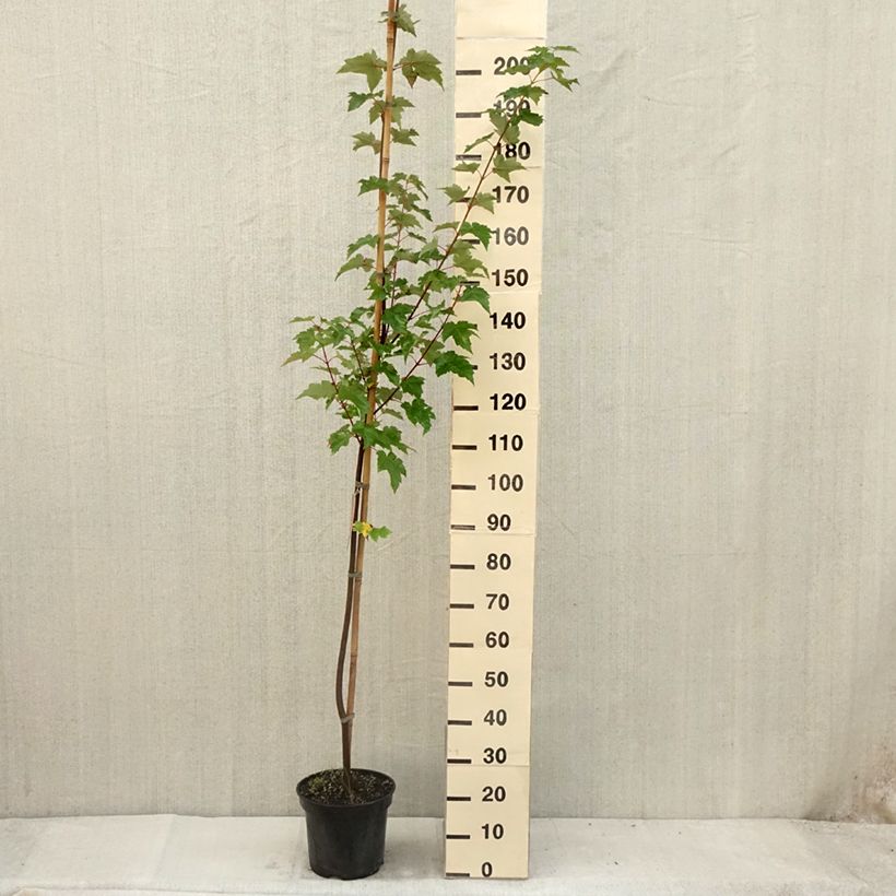 Example of Érable rouge - Acer rubrum Pot de 7,5L/10L as you get in ete