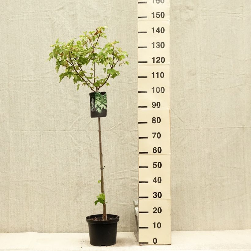 Example of Erable sycomore - Acer pseudoplatanus Brilliantissimum Pot de 4L/5L as you get in ete