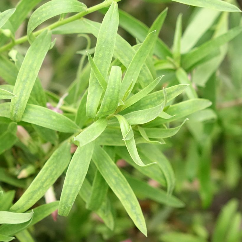 Eremophila laanii - Erémophile (Foliage)