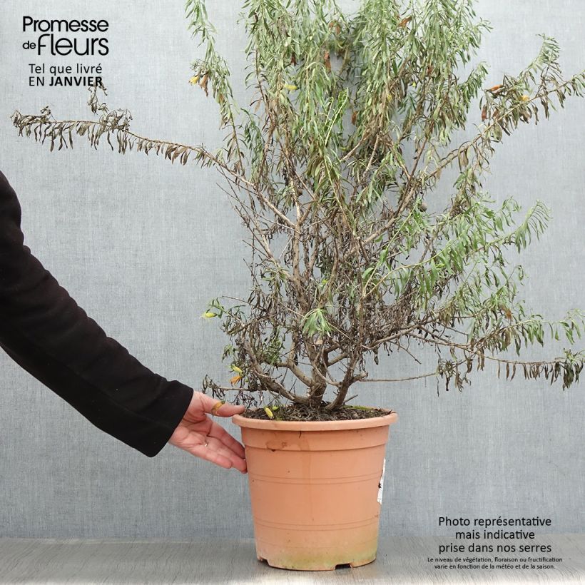 Example of Eremophila maculata Aurea - Eremophile tacheté Pot de 7,5L/10L as you get in hiver