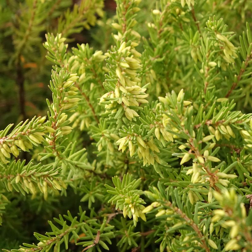 Erica darleyensis Darley Dale - Bruyère d'hiver (Foliage)