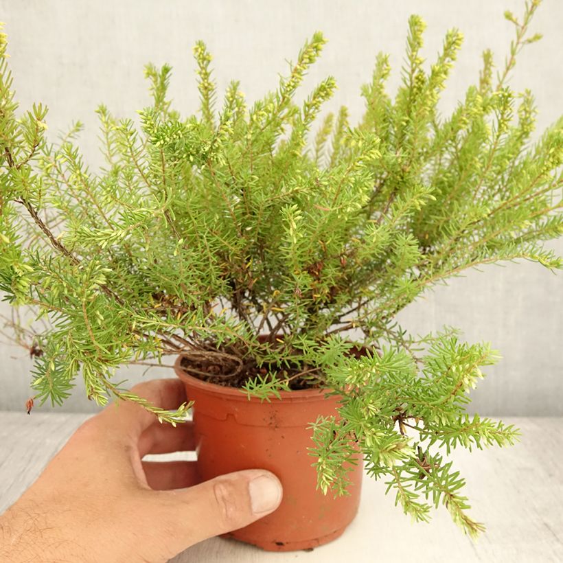 Example of Erica darleyensis Darley Dale - Bruyère d'hiver Pot de 1L/1,5L as you get in ete