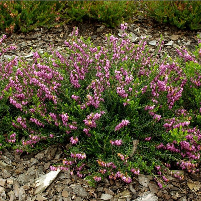 Bruyère d'hiver - Erica darleyensis Ghost Hills (Plant habit)