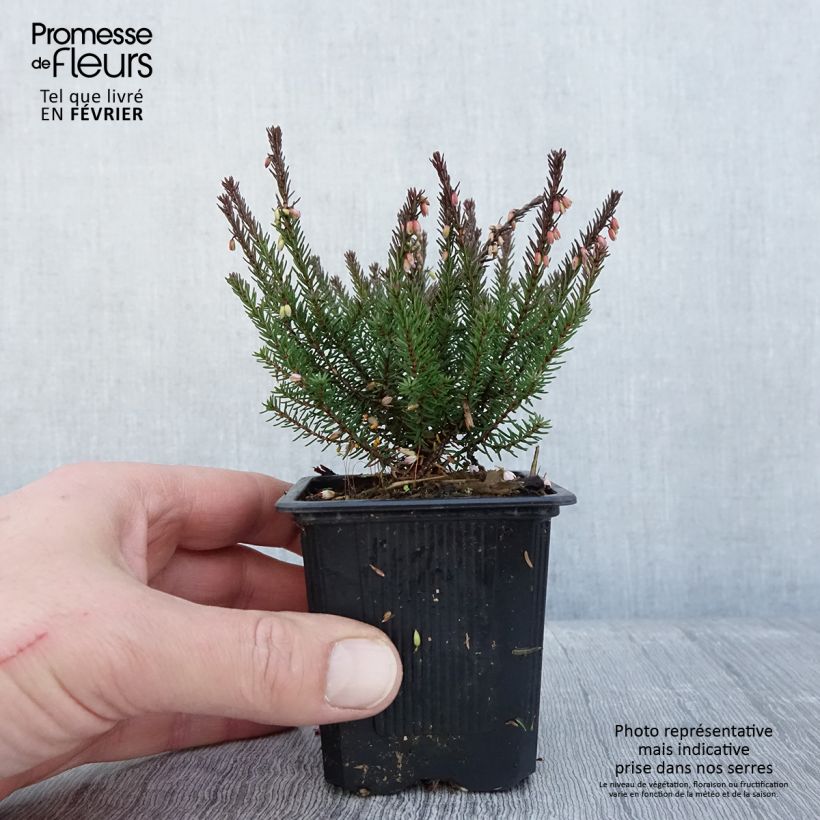 Example of Erica darleyensis Lea - Bruyère d'hiver Godet de 8/9 cm as you get in hiver