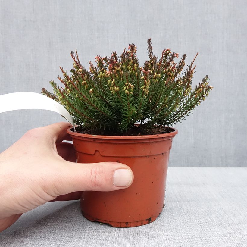 Example of Erica darleyensis Lea - Bruyère d'hiver Pot de 1L/1,5L as you get in hiver