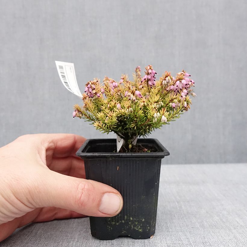 Example of Erica darleyensis Marie Helen - Bruyère d'hiver Godet de 8/9 cm as you get in hiver