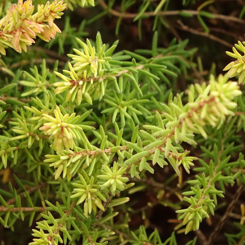 Erica darleyensis Marie Helen - Bruyère d'hiver (Foliage)