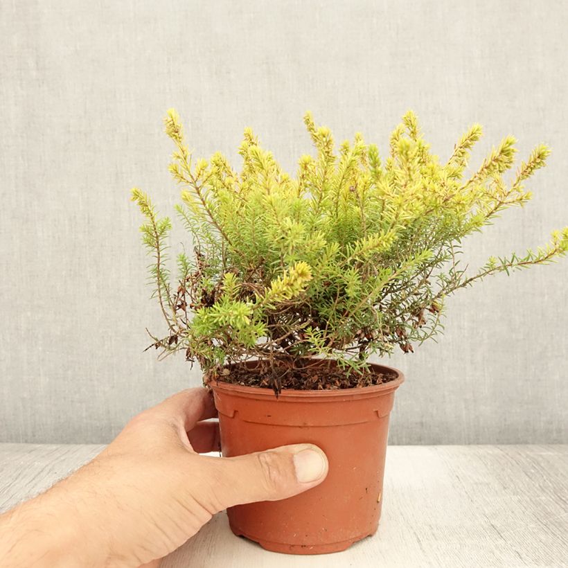 Example of Erica darleyensis Marie Helen - Bruyère d'hiver Pot de 1L/1,5L as you get in ete