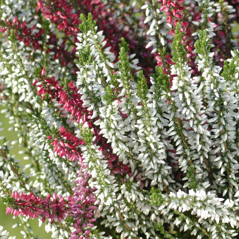 Bruyère d'hiver - Erica x darleyensis Trio (Flowering)