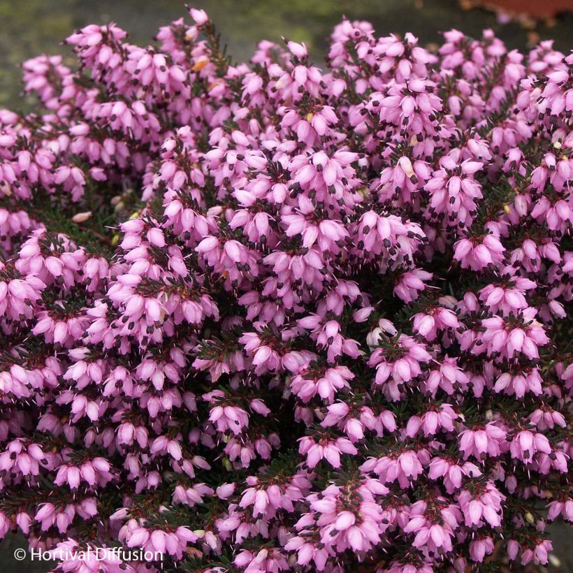 Erica darleyensis Tyann - Bruyère d'hiver (Flowering)