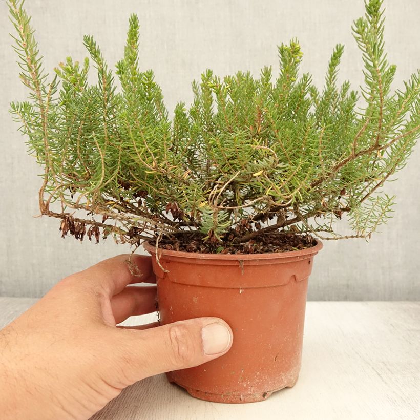 Example of Erica darleyensis Tyann - Bruyère d'hiver Pot de 1L/1,5L as you get in ete