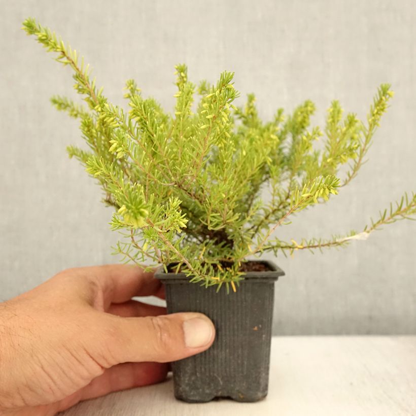 Example of Erica darleyensis White Glow - Bruyère d'hiver Godet de 8/9 cm as you get in ete
