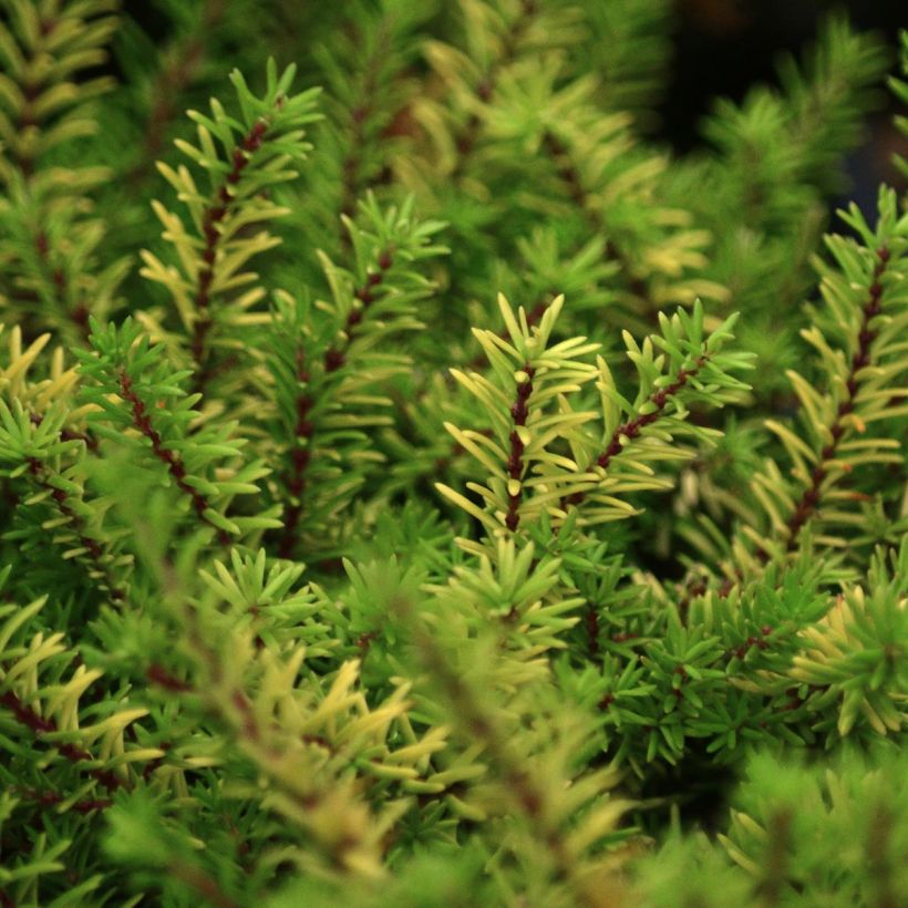 Erica x darleyensis Eva Gold - Bruyère d'hiver (Foliage)